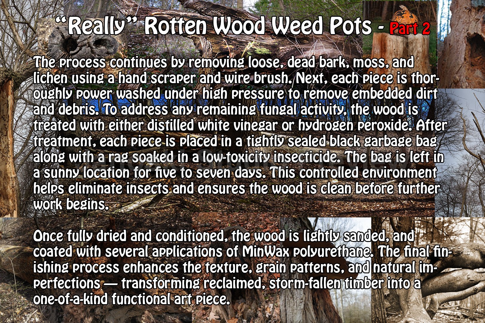 About Rotten Wood P2