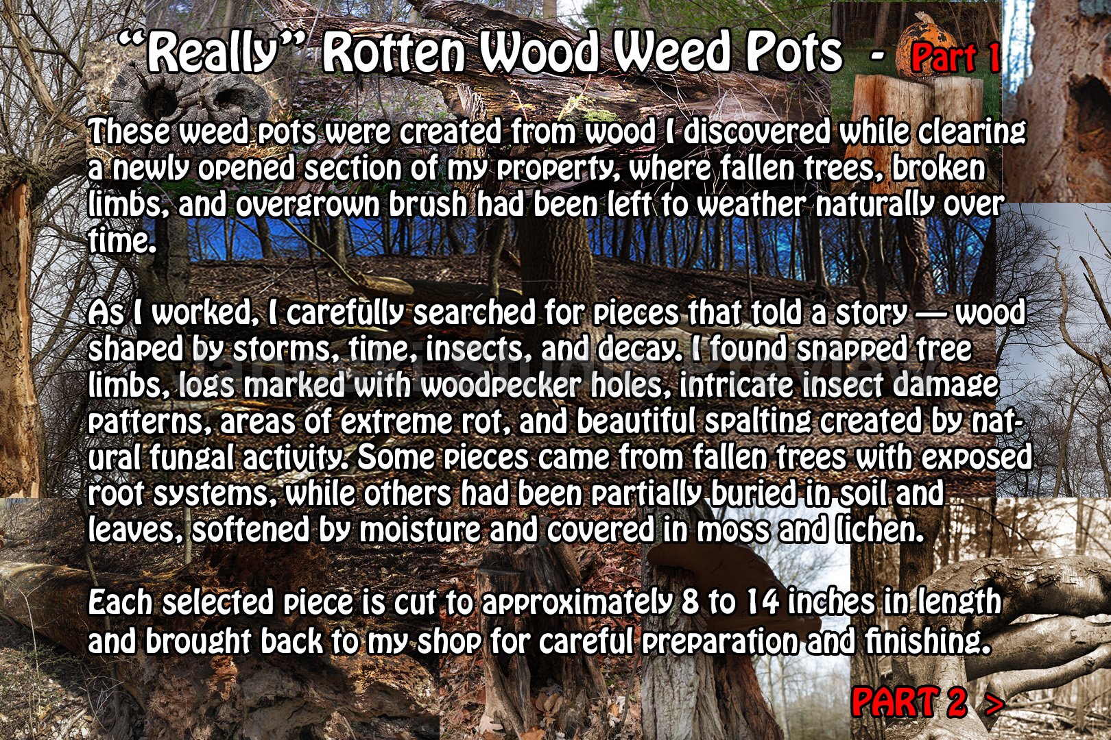 About Rotten Wood P1